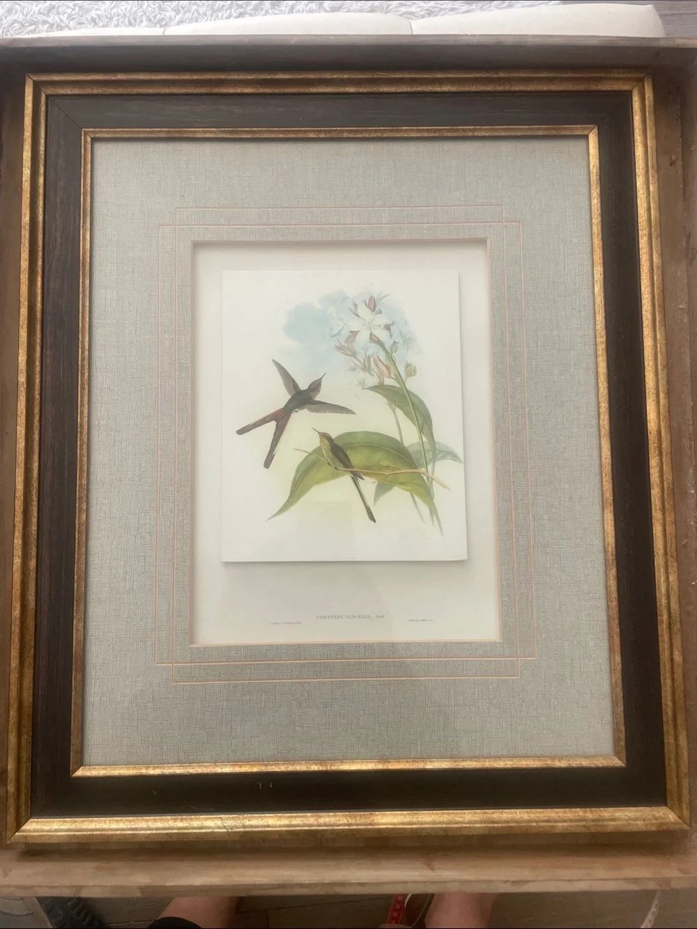 John Gould Hummingbirds Gold & Brown Framed Print with Cream Mat reproduction